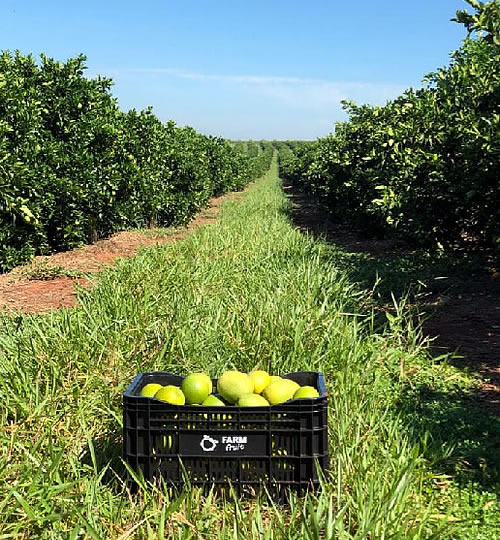 Farm Fruit Fazenda - Foto 1