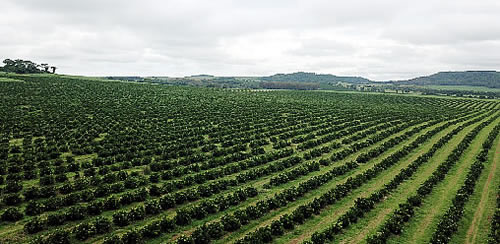 Farm Fruit Fazenda - Foto 2