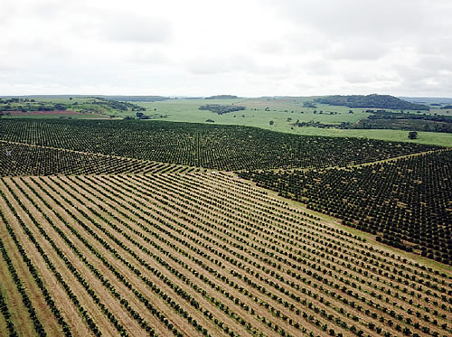 Farm Fruit Fazenda - Foto 5