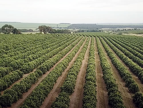 Farm Fruit Fazenda - Foto 6